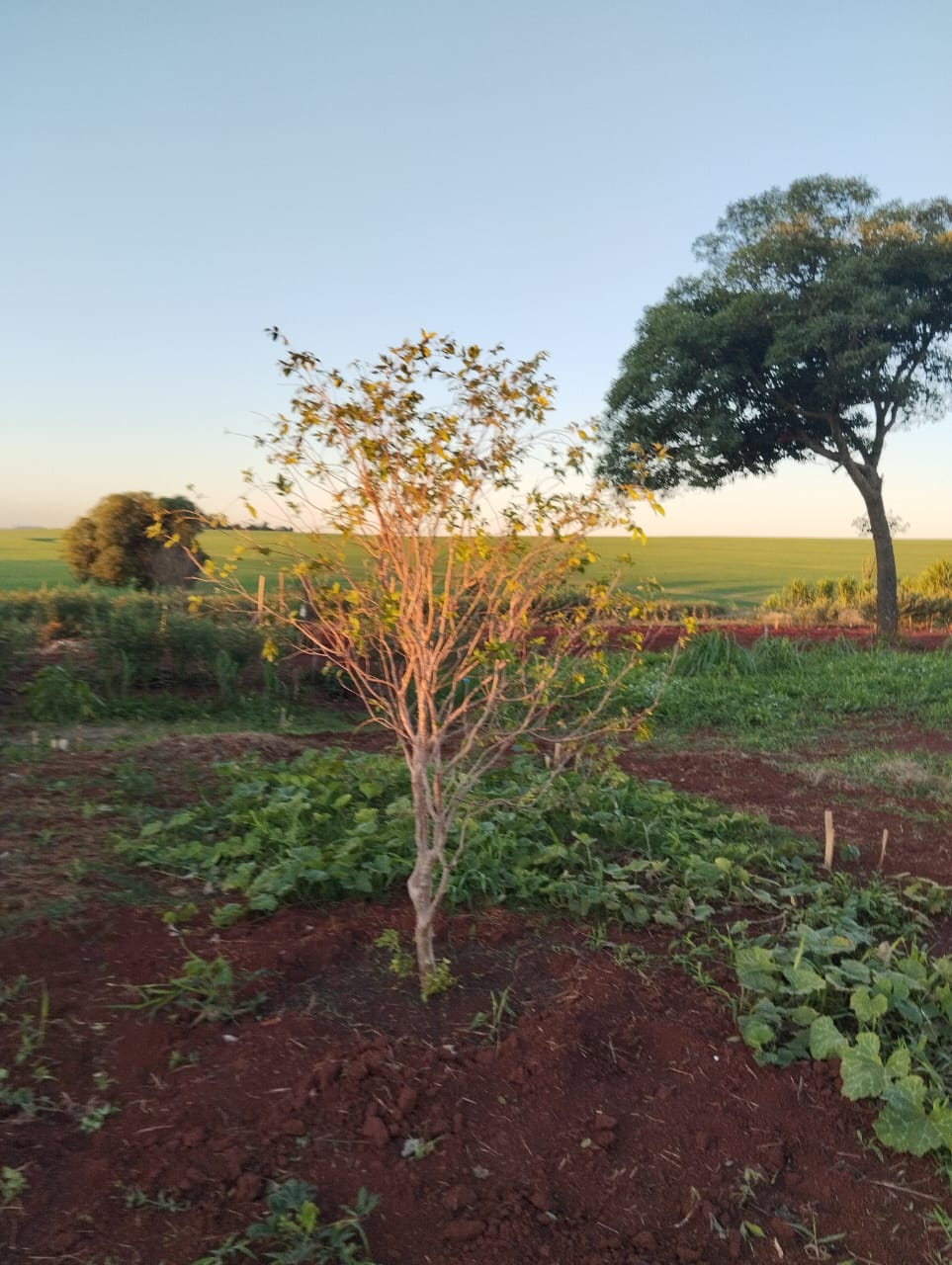 Pequena árvore em solo de terra vermelha ao entardecer