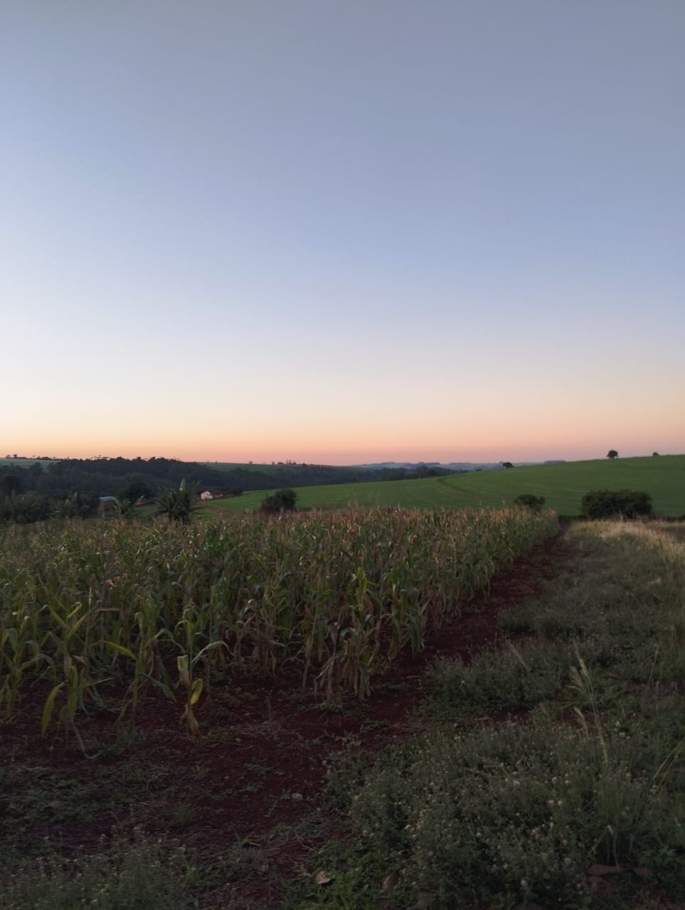 Campo de Milho