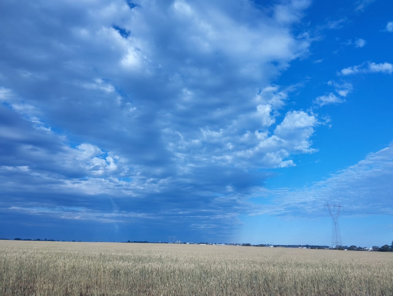 Plantação de trigo com vista para o ceú