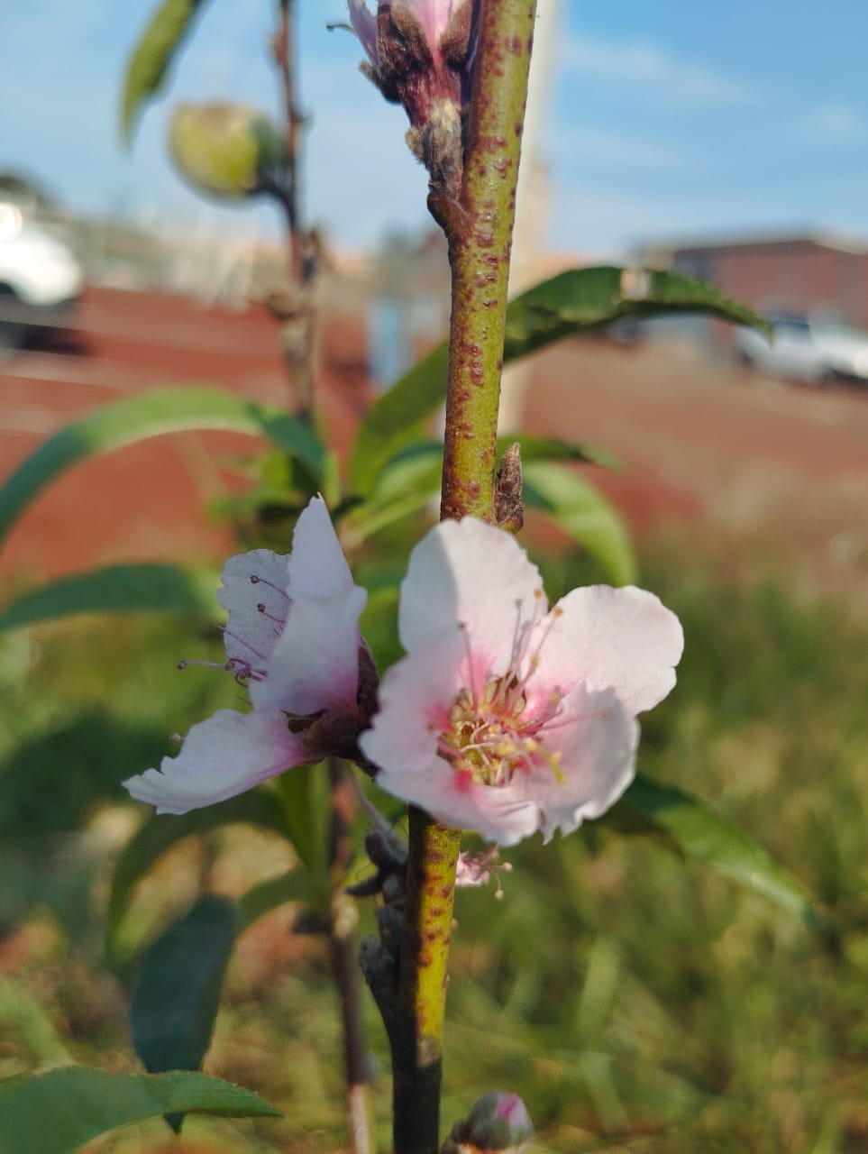 Imagem de uma flor