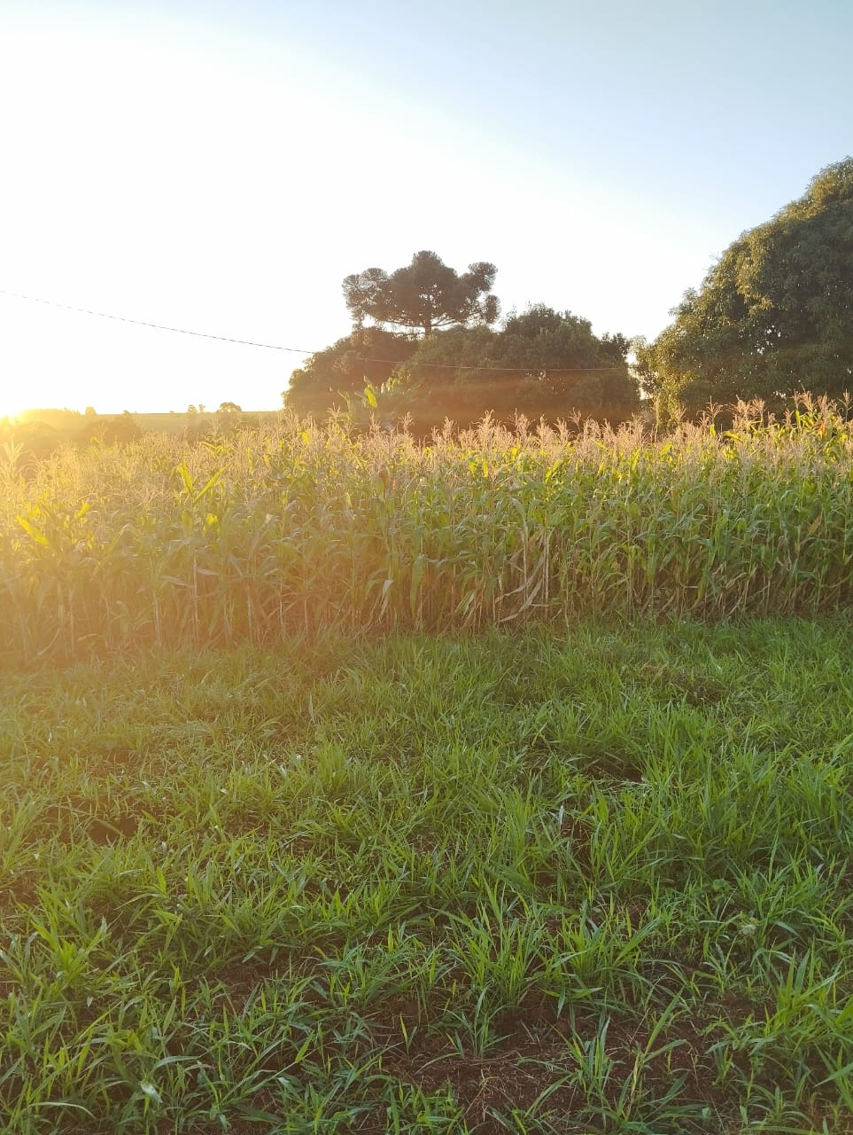 Plantação de Milho em um dia Ensolarado