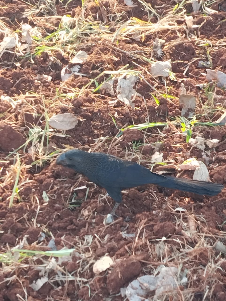 Passarinho em uma plantação