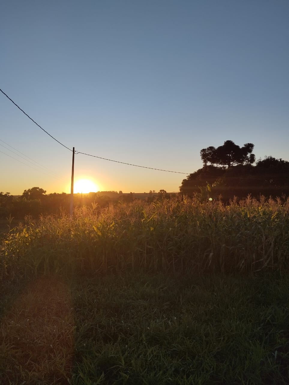 Plantação de Milho no nascer do Sol